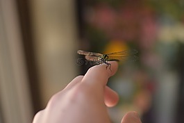 蜻蜓,foppery,bug