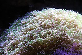 eufiliya,euphyllia paraancora,軟珊瑚