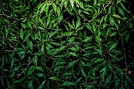 紋理,模式,背景