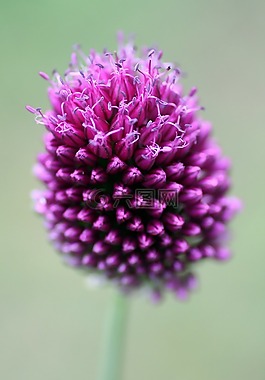花,花園,宏