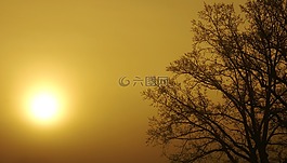 樹,太陽(yáng),分支機(jī)構(gòu)