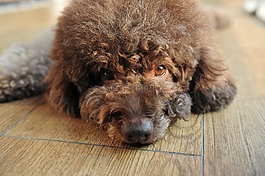 泰迪,狗,犬