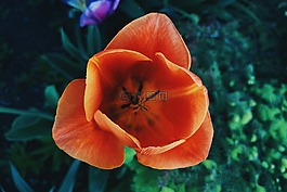 花,玫瑰,花瓣
