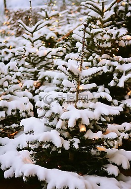 杉木樹,雪,冬天