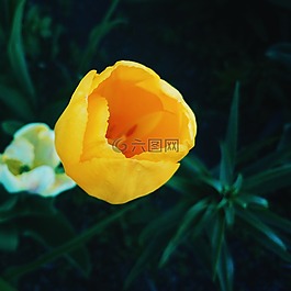 黃色,白,花