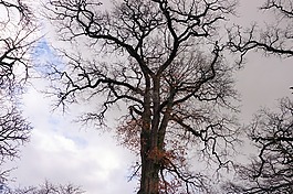 樹(shù),皇冠,天空