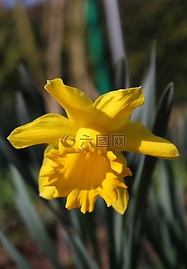 花,黄色,喇叭水仙