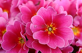 粉紅色,花,開花