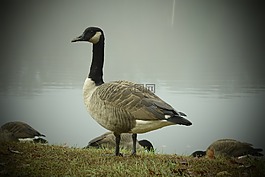 鳥,自然,水