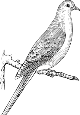 動(dòng)物,鳥(niǎo),鴿子