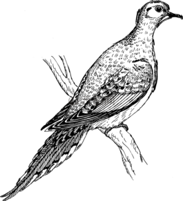 動(dòng)物,鳥(niǎo),鴿子