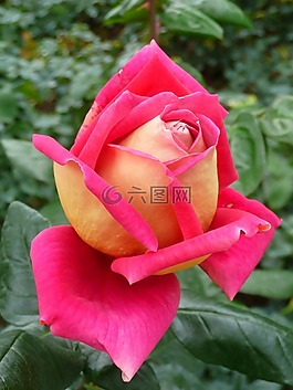 玫瑰,自然,花