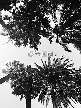 棕櫚樹,樹,夏季