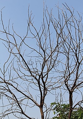 樹,分支機(jī)構(gòu),干