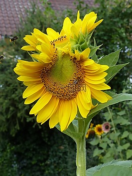 太陽花,雙人,黃色