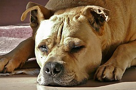 狗,hundeportrait,米色