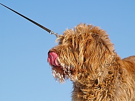 狗,spinone,吃冰淇淋
