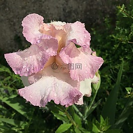虹膜,花,粉色