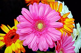 非洲菊,開花,粉紅色