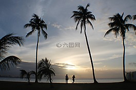 人,棕櫚樹,日落