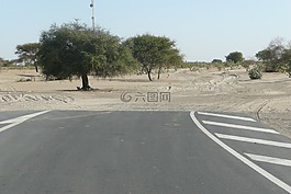 路,樹,非洲