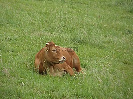 牛,牛肉,牲畜