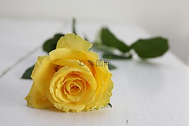 玫瑰,黃玫瑰,花