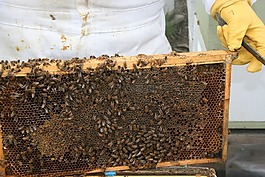 蜜蜂,昆蟲,蜂蜜