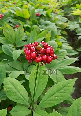 人参,植物,农业