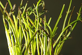 薄荷,植物,性質(zhì)