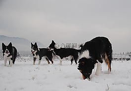 狗,雪,冬天