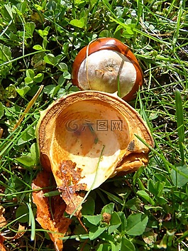 板栗,板栗果實(shí),水果