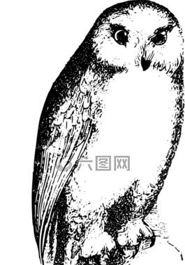 鳥,貓頭鷹,羽毛