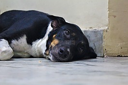 狗,犬familaris,贱人