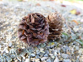落葉松,落葉松球果,樹