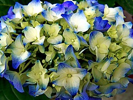 繡球花,庭園,淺藍(lán)色