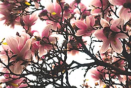 花,粉紅色,玉蘭