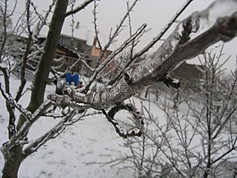 樹(shù),似雪,一月