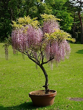 花園,日本,粉紅色
