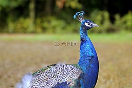 孔雀,鳥,藍(lán)色