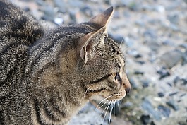 猫,目睹,动物
