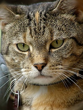 貓,動物,肖像