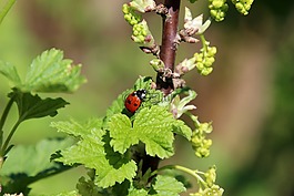 性質(zhì),春天,bug