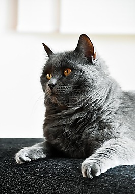 可愛,動物,貓