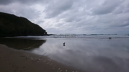 海灘,海岸,狗