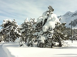 雪,寒冬,樹