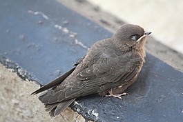 鳥,動物,自然