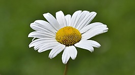 瑪格麗特,花,廠