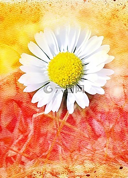 雛菊,花,開花