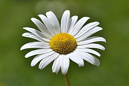 玛格丽特,花,厂